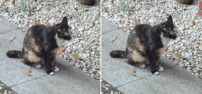 目の前に座る猫２交差法立体写真