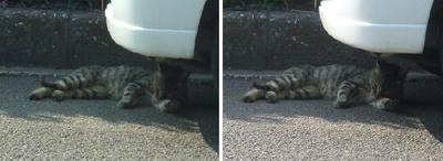 車下で寝る猫交差法立体画像