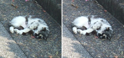 寝相の悪い猫交差法立体画像1