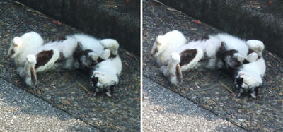 寝相の悪い猫交差法立体画像２