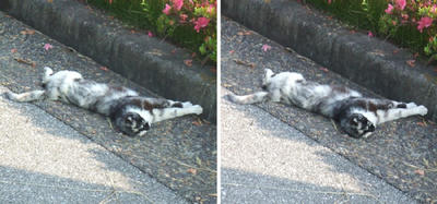 寝相の悪い猫交差法立体画像3