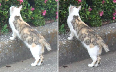 休憩場所を探す猫交差法立体画像