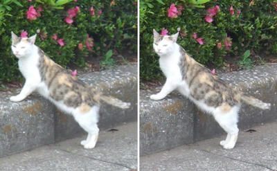 尋ねる猫交差法立体画像