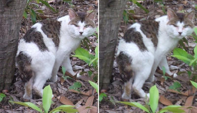 にらむ猫交差法立体画像