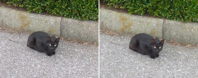 黒猫交差法立体画像