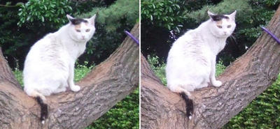 木の上の猫交差法立体画像