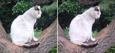 木の上の猫交差法立体画像4