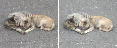 猫の親子立体画像