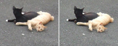 仲の良い猫交差法立体画像