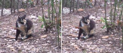 保護色の猫交差法立体画像