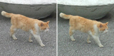 寄って来る?猫交差法立体画像