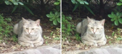 縁側?猫交差法立体画像1