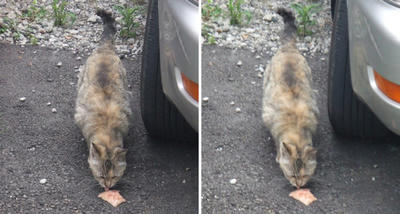 餌を食べている猫交差法立体画像