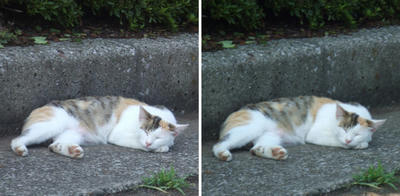 猫の寝姿交差法立体画像