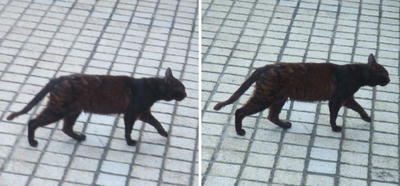 歩く黒猫交差法立体画像