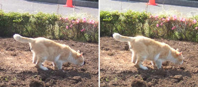 土を食う猫交差法立体画像