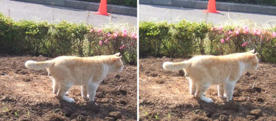 満足した猫交差法立体画像