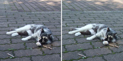 前足をなめる猫交差法立体画像