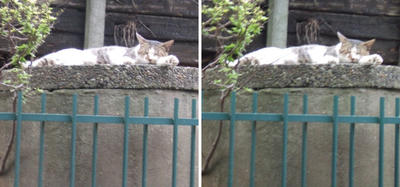 高台で休む猫交差法立体画像