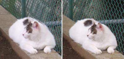 左右を確認する猫2交差法立体画像