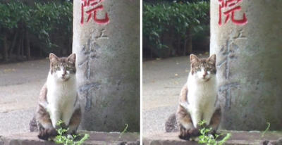 化け猫?交差法立体画像