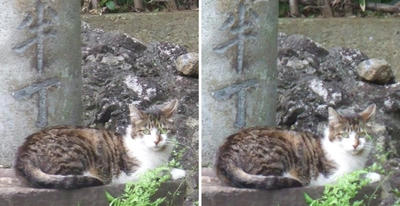化け猫?交差法立体画像2