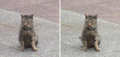 ちょこんとした猫交差法立体画像