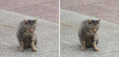 挨拶する猫交差法立体画像
