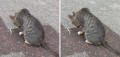 何か見つけた猫 交差法立体画像