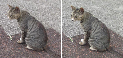 尋ねてくる猫交差法立体画像