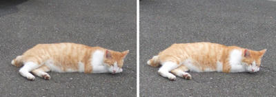 やっぱり寝ている猫交差法立体画像