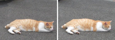 寝疲れ猫交差法立体画像