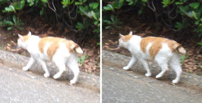 徘徊する猫交差法立体画像１