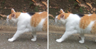 徘徊する猫交差法立体画像２