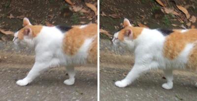 徘徊する猫交差法立体画像2