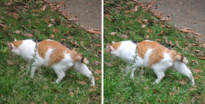 徘徊する猫交差法立体画像３