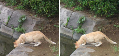 池の水を飲む猫交差法立体画像