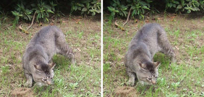 何か気になる猫 交差法立体画像