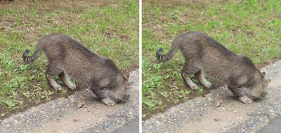 溝が気になる猫 交差法立体画像