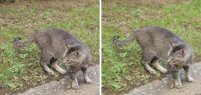 気が済んだ猫 交差法立体画像