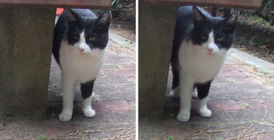 銚子の猫 交差法立体画像