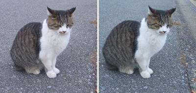 アレ?猫交差法立体画像