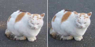 怒っている?猫交差法立体画像