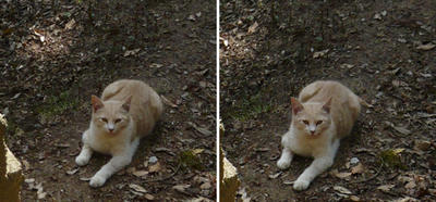 幸せの御猫様 交差法立体画像