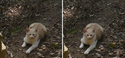 幸せの御猫様 交差法立体画像