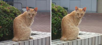 「んっ?」猫 交差法立体画像