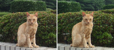 やっぱり「んっ?」猫 交差法立体画像