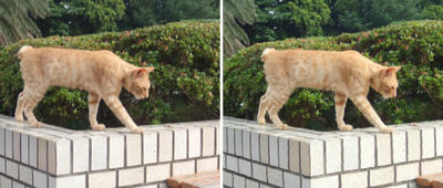 散歩中の猫 交差法立体画像