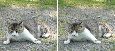 何かに驚く猫 平行法立体画像