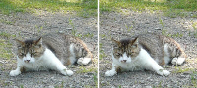 何かに驚く猫 交差法３Ｄ写真